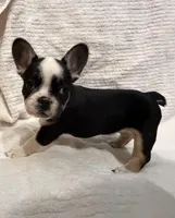 Black & Tan TriColor, a female French Bulldog for sale in Wellington, CO – Photo 7 of 7