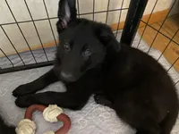 Ellie, a female German Shepherd Dog for sale in Roulette, PA – Photo 2 of 4