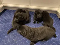 Buster, a male German Shepherd Dog for sale in Roulette, PA – Photo 7 of 7