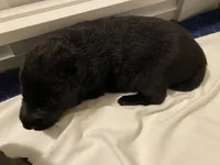 Buster, a male German Shepherd Dog for sale in Roulette, PA – Photo 3 of 7