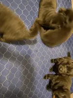 Buster, a male German Shepherd Dog for sale in Roulette, PA – Photo 6 of 7