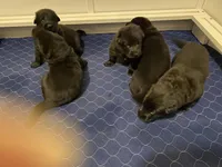 Buster, a male German Shepherd Dog for sale in Roulette, PA – Photo 5 of 7