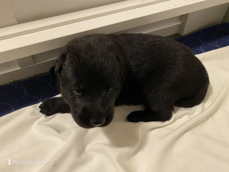 Ellie – German Shepherd Dog puppy for sale in Roulette, PA