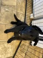 Ellie, a female German Shepherd Dog for sale in Roulette, PA – Photo 3 of 4