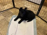 Ellie, a female German Shepherd Dog for sale in Roulette, PA – Photo 4 of 4