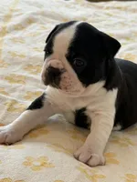 Denny, a male Boston Terrier for sale in Colorado Springs, CO – Photo 3 of 7