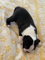 Denny, a male Boston Terrier for sale in Colorado Springs, CO – Photo 4 of 7