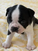 Denny, a male Boston Terrier for sale in Colorado Springs, CO – Photo 1 of 7