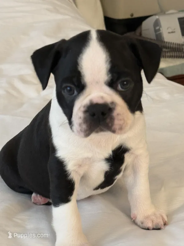 Denny – Boston Terrier puppy for sale in Colorado Springs, CO