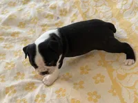 Denny, a male Boston Terrier for sale in Colorado Springs, CO – Photo 5 of 7