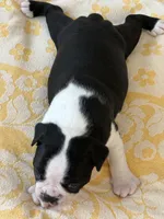 Denny, a male Boston Terrier for sale in Colorado Springs, CO – Photo 2 of 7