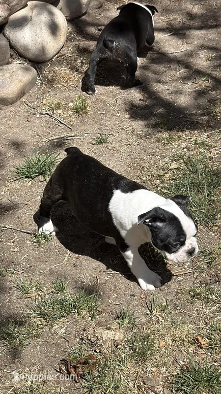 Denny – Boston Terrier puppy for sale in Colorado Springs, CO