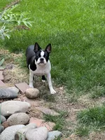 Billy, a male Boston Terrier for sale in Colorado Springs, CO – Photo 7 of 7