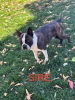 Billy, a male Boston Terrier for sale in Colorado Springs, CO – Photo 6 of 7