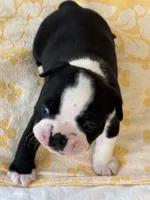 Billy, a male Boston Terrier for sale in Colorado Springs, CO – Photo 2 of 7