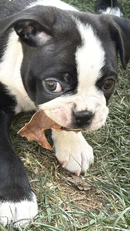 Billy – Boston Terrier puppy for sale in Colorado Springs, CO