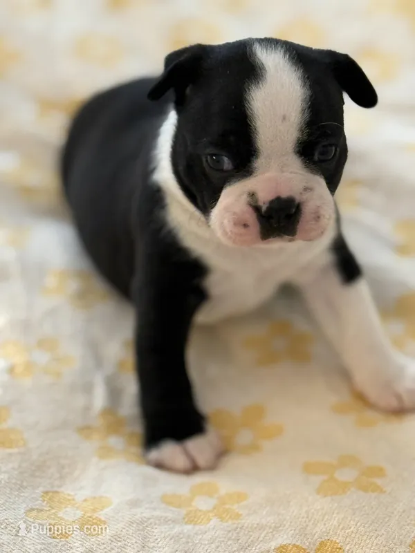Billy – Boston Terrier puppy for sale in Colorado Springs, CO
