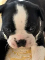 Billy, a male Boston Terrier for sale in Colorado Springs, CO – Photo 4 of 7
