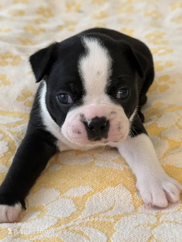 Billy – Boston Terrier puppy for sale in Colorado Springs, CO