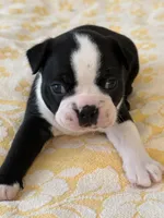 Billy, a male Boston Terrier for sale in Colorado Springs, CO – Photo 5 of 7