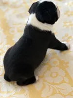 Billy, a male Boston Terrier for sale in Colorado Springs, CO – Photo 3 of 7