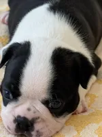 Adam, a male Boston Terrier for sale in Colorado Springs, CO – Photo 4 of 7