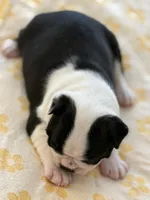 Adam, a male Boston Terrier for sale in Colorado Springs, CO – Photo 2 of 7