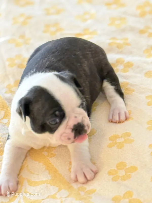 Adam – Boston Terrier puppy for sale in Colorado Springs, CO