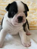 Adam, a male Boston Terrier for sale in Colorado Springs, CO – Photo 3 of 7