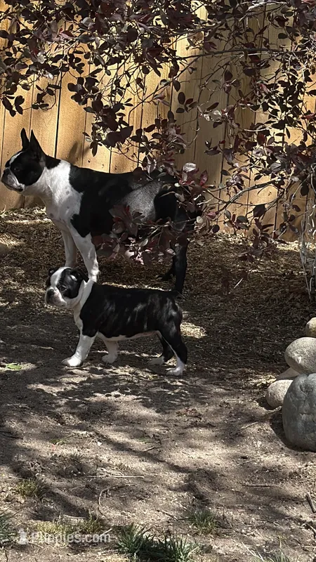 Adam – Boston Terrier puppy for sale in Colorado Springs, CO