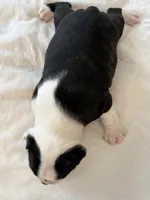 Adam, a male Boston Terrier for sale in Colorado Springs, CO – Photo 5 of 7