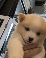 Alice- mini Pomsky , a female Pomsky for sale in Lexington, KY – 2 of 7