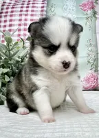 Ace -mini , a male Pomsky for sale in Lexington, KY – 2 of 3