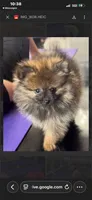 Italy -AKC -reduced, a male Pomeranian for sale in Lexington, KY – 2 of 6