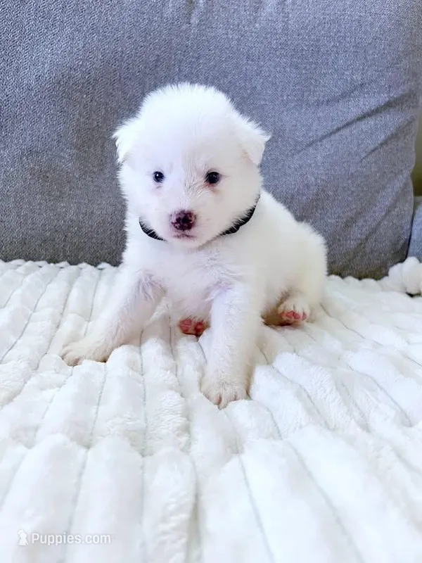 Baby Kemp – Pomsky puppy for sale in Lexington, KY