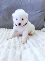 Baby Kemp, a male Pomsky for sale in Lexington, KY – Photo 1 of 2