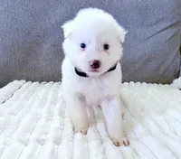 Baby Kemp, a male Pomsky for sale in Lexington, KY – Photo 2 of 2