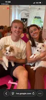 Kona , a male Pomeranian for sale in Lexington, KY – 7 of 7