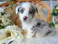 Blaze-blue eyes. , a male Pembroke Welsh Corgi for sale in Lexington, KY – Photo 2 of 5