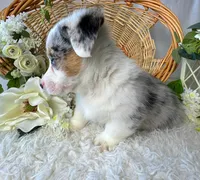 Blaze-blue eyes. , a male Pembroke Welsh Corgi for sale in Lexington, KY – Photo 4 of 5