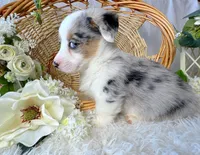 Blaze-blue eyes. , a male Pembroke Welsh Corgi for sale in Lexington, KY – Photo 3 of 5