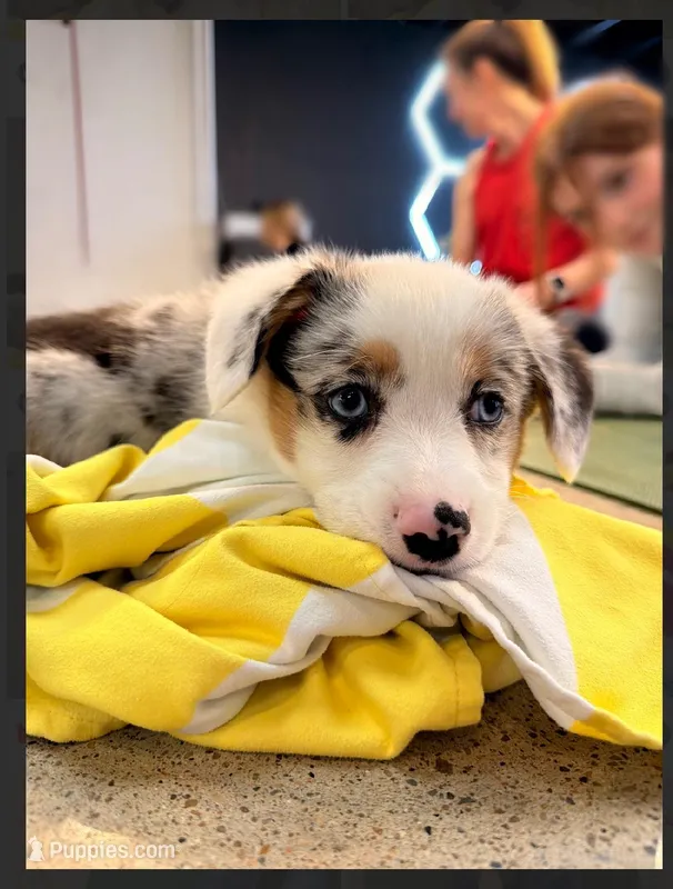 Blaze-blue eyes-reduced