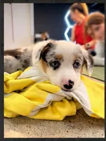 Blaze-blue eyes-reduced, a male Pembroke Welsh Corgi for sale in Lexington, KY – Photo 1 of 9