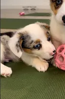 Blaze-blue eyes-reduced, a male Pembroke Welsh Corgi for sale in Lexington, KY – Photo 2 of 9