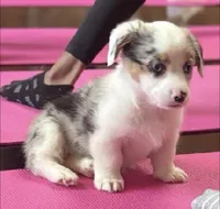 Blaze-blue eyes. , a male Pembroke Welsh Corgi for sale in Lexington, KY – Photo 1 of 5