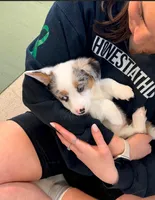 Blaze-blue eyes-reduced, a male Pembroke Welsh Corgi for sale in Lexington, KY – Photo 3 of 9