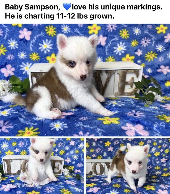 Sampson-toy/mini – Pomsky puppy for sale in Lexington, KY
