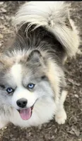 Queen E. , a female Pomsky for sale in Lexington, KY – 4 of 4