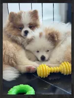 Maui, a male Pomeranian for sale in Lexington, KY – 3 of 6