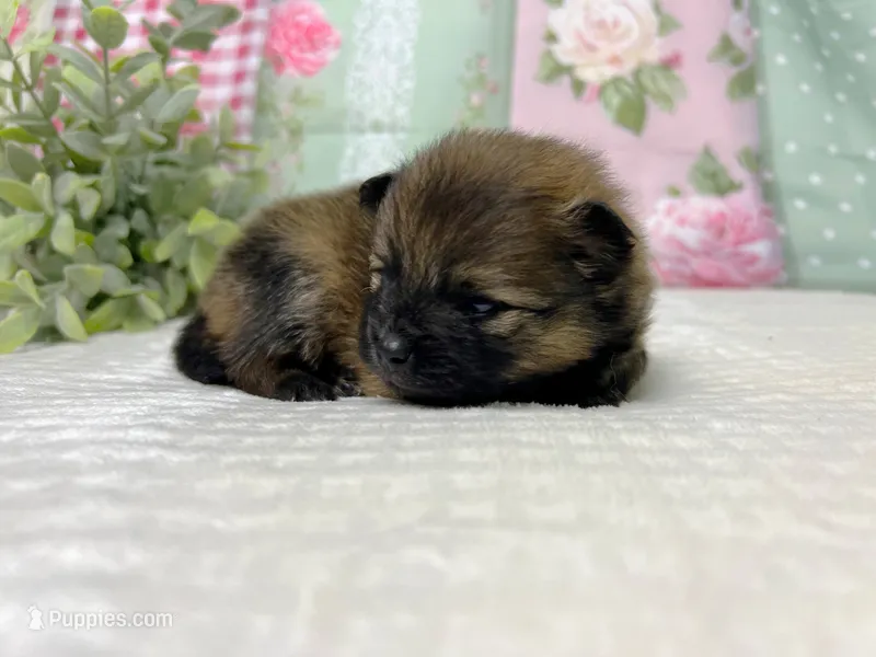 Italy -AKC  – Pomeranian puppy for sale in Lexington, KY